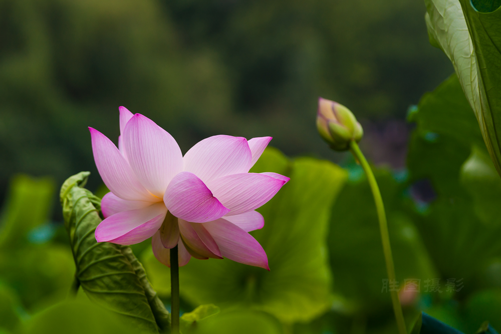 启秀园荷花20150722150 mm1-250 秒 (