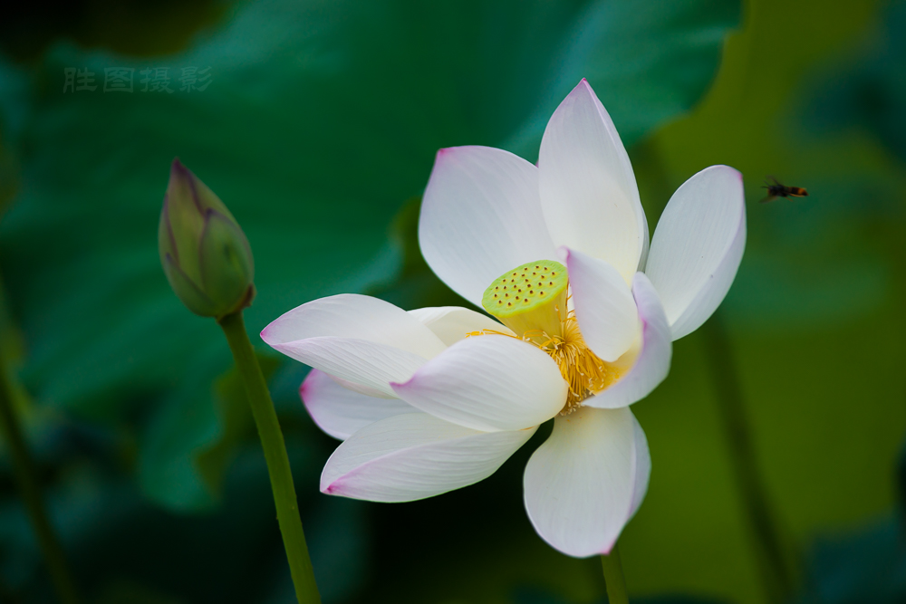 启秀园荷花20150722150 mm1-500 秒 (