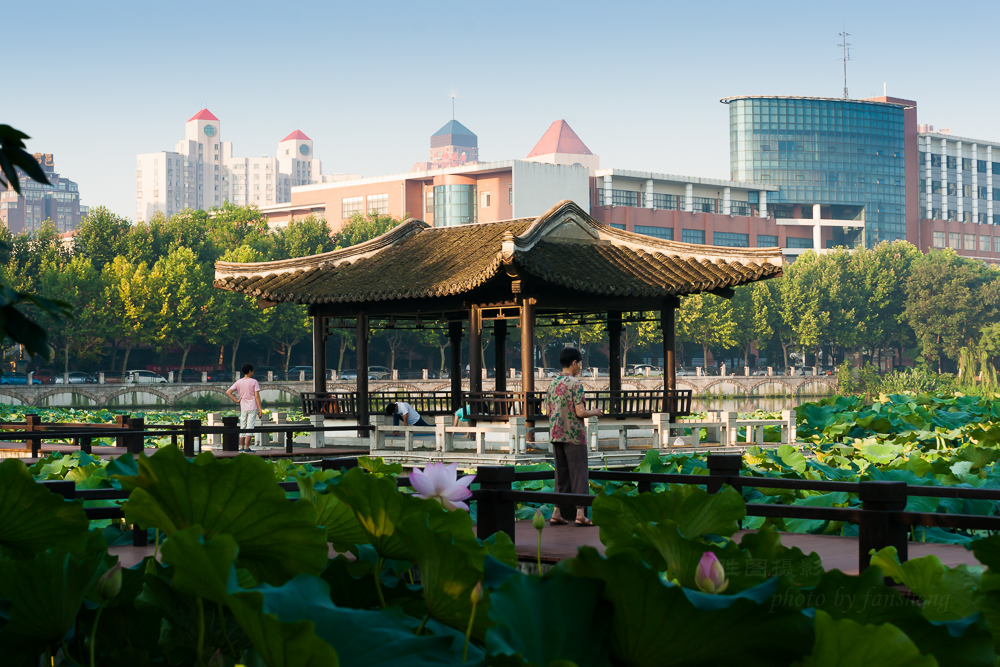 启秀园荷花2015072870 mm1-250 秒 (