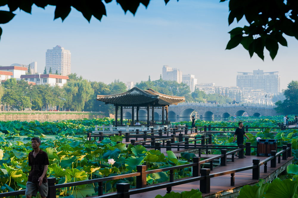 启秀园荷花2015072875 mm1-100 秒 (