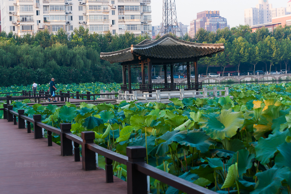 启秀园荷花2015072870 mm1-80 秒 (
