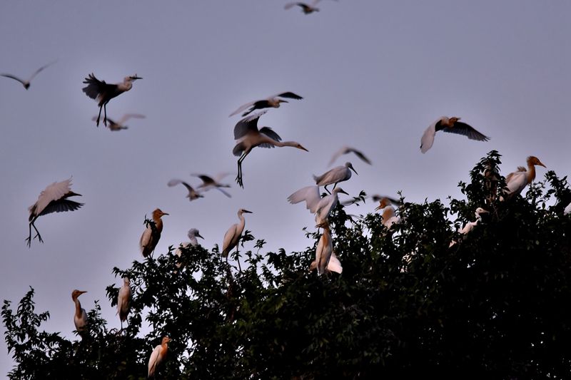 DSC_1094 - 副本.JPG