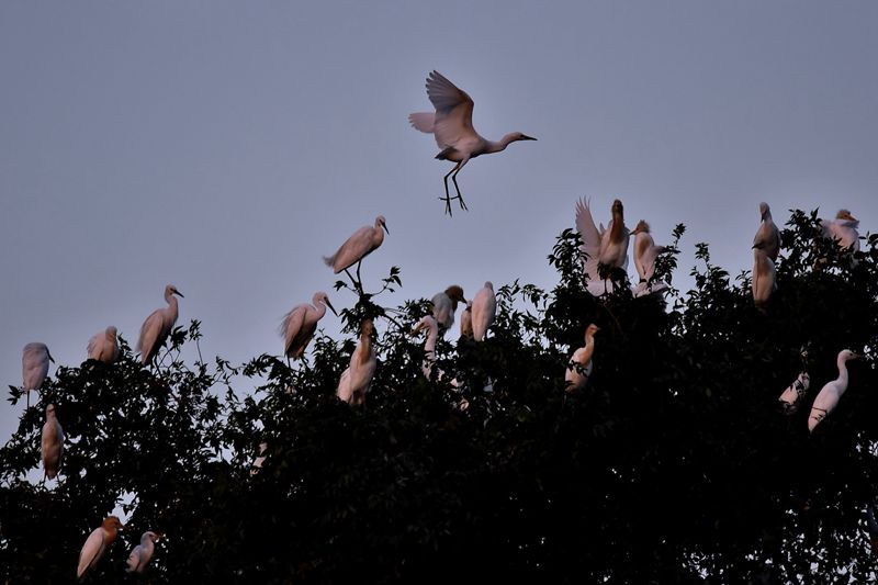 DSC_1162 - 副本.JPG