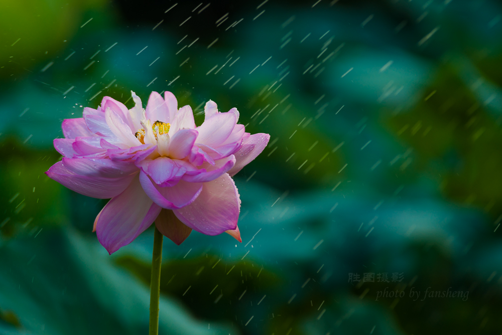 北城荷花20151-320 秒 (f - 3.5)-39.jpg