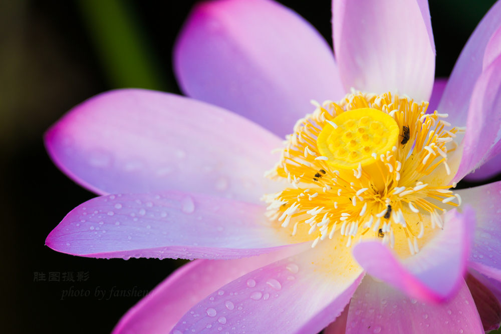 北城荷花20151-320 秒 (f - 4.5)-22.jpg