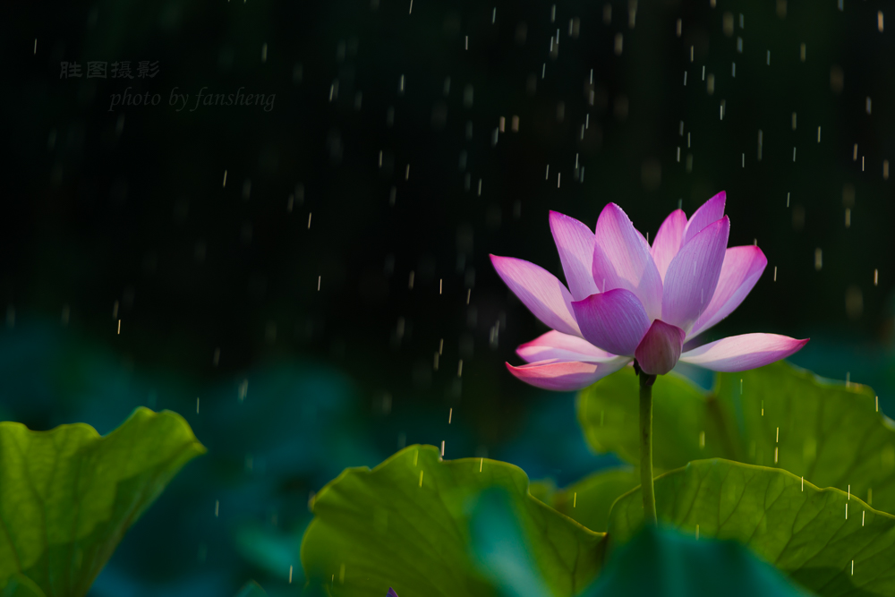 北城荷花20151-400 秒 (f - 3.5)-50.jpg