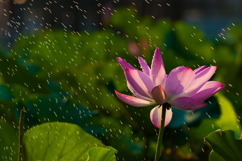 北城荷花20151-500 秒 (f - 4.5)-66.jpg