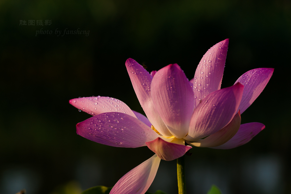 北城荷花20151-500 秒 (f - 5.6).jpg