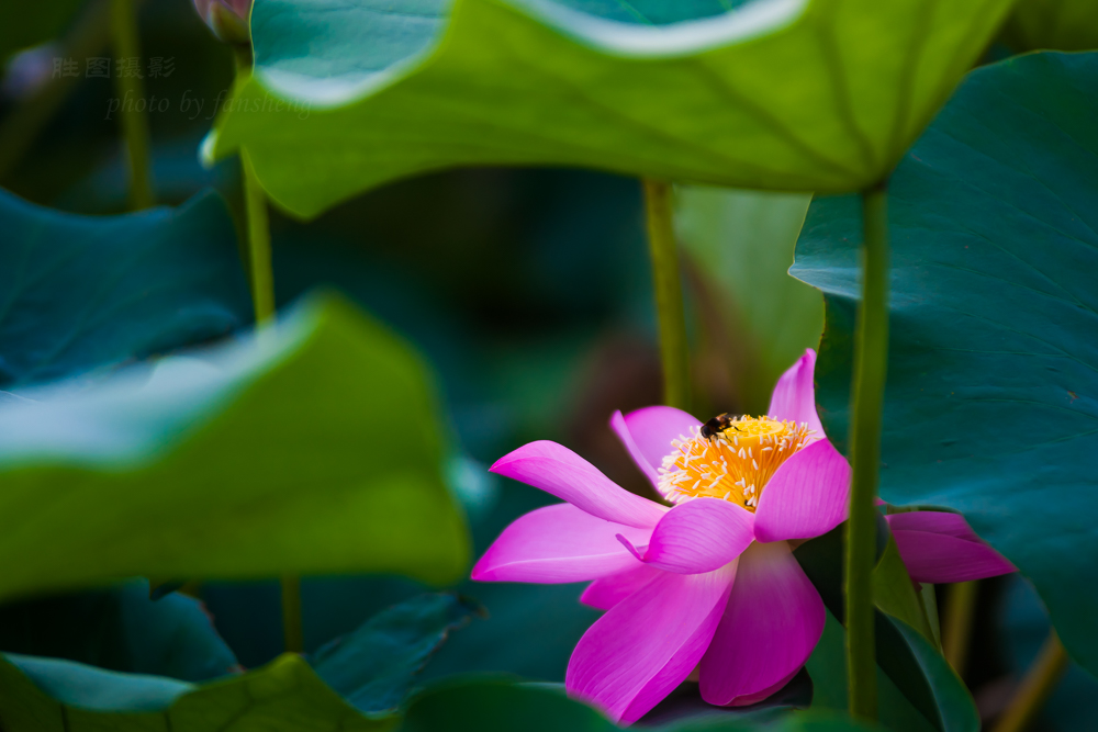 普贤禅寺荷花20151-800 秒 (f - 2.8)ISO 100200 mm-42.JPG