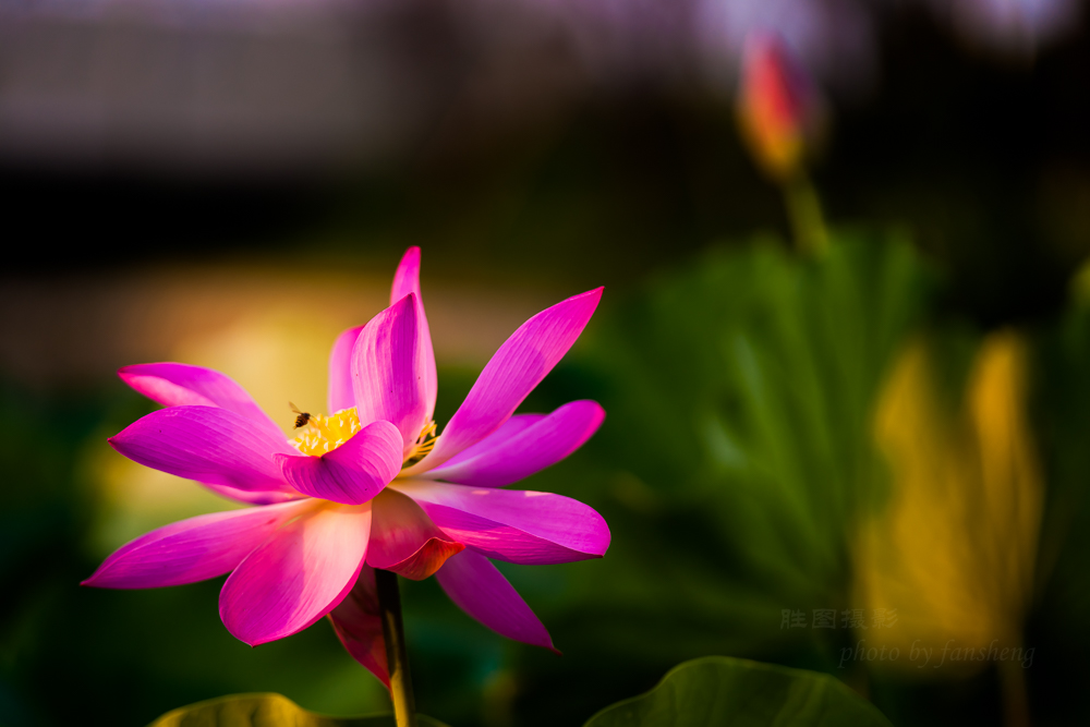 普贤禅寺荷花20151-640 秒 (f - 3.2)ISO 100160 mm-32.JPG