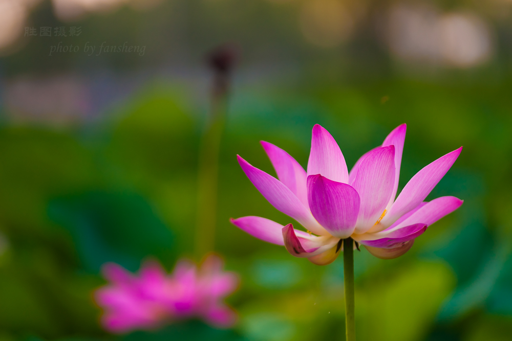 普贤禅寺荷花20151-640 秒 (f - 3.2)ISO 100160 mm-25.JPG