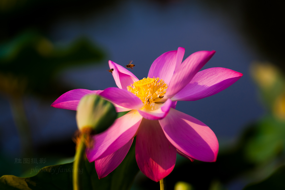 普贤禅寺荷花20151-800 秒 (f - 3.5)ISO 100200 mm-19.JPG