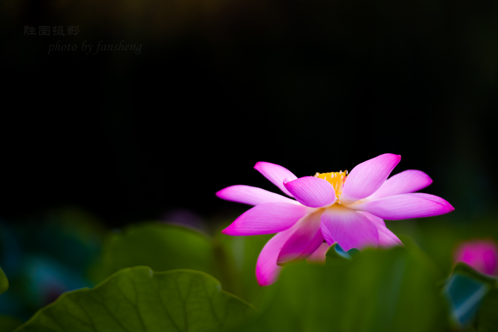 普贤禅寺荷花20151-800 秒 (f - 2.8)ISO 100160 mm-22.JPG
