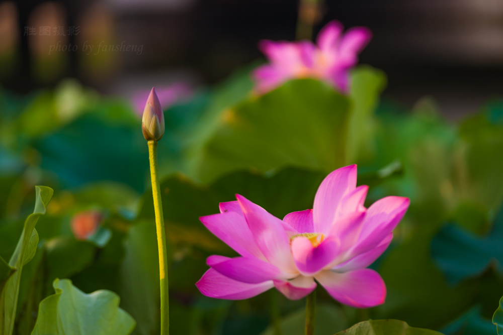 普贤禅寺荷花20151-640 秒 (f - 3.2)ISO 100160 mm-39.JPG