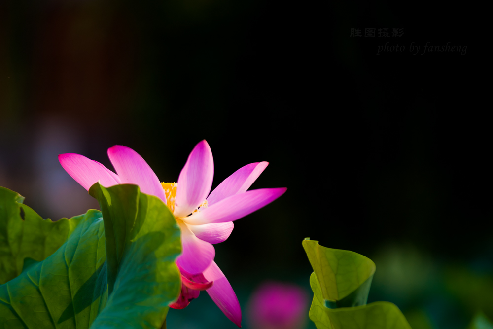 普贤禅寺荷花20151-1000 秒 (f - 2.8)ISO 100200 mm-14.JPG