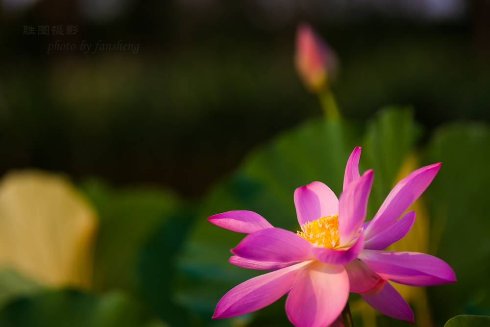 普贤禅寺荷花20151-1000 秒 (f - 3.2)ISO 100160 mm-15.JPG