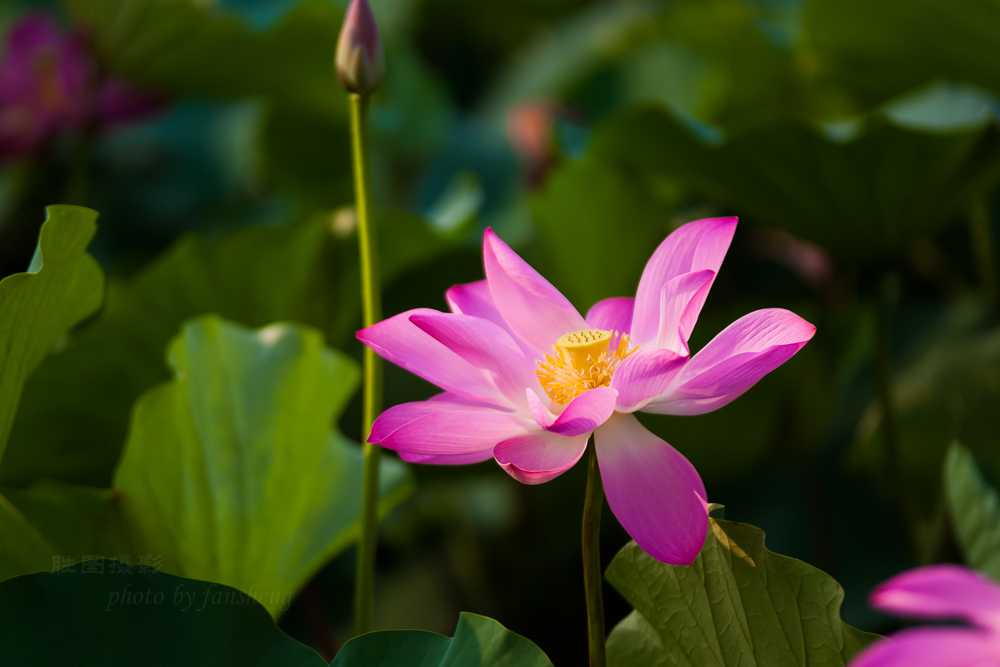 普贤禅寺荷花20151-2000 秒 (f - 2.8)ISO 100200 mm-45.JPG