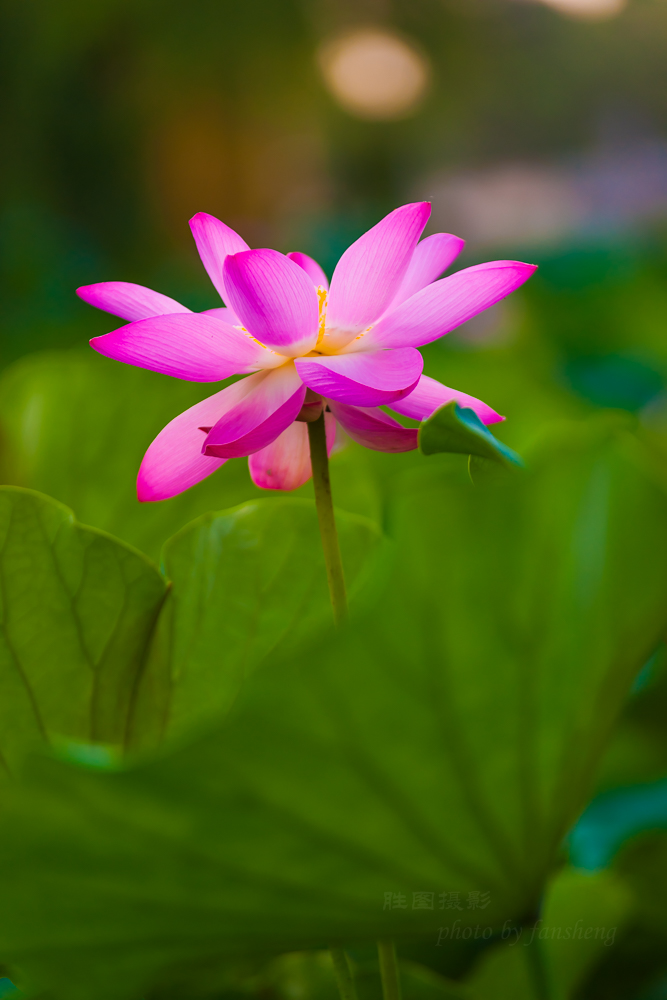 普贤禅寺荷花20151-500 秒 (f - 3.2)ISO 100180 mm-4.JPG