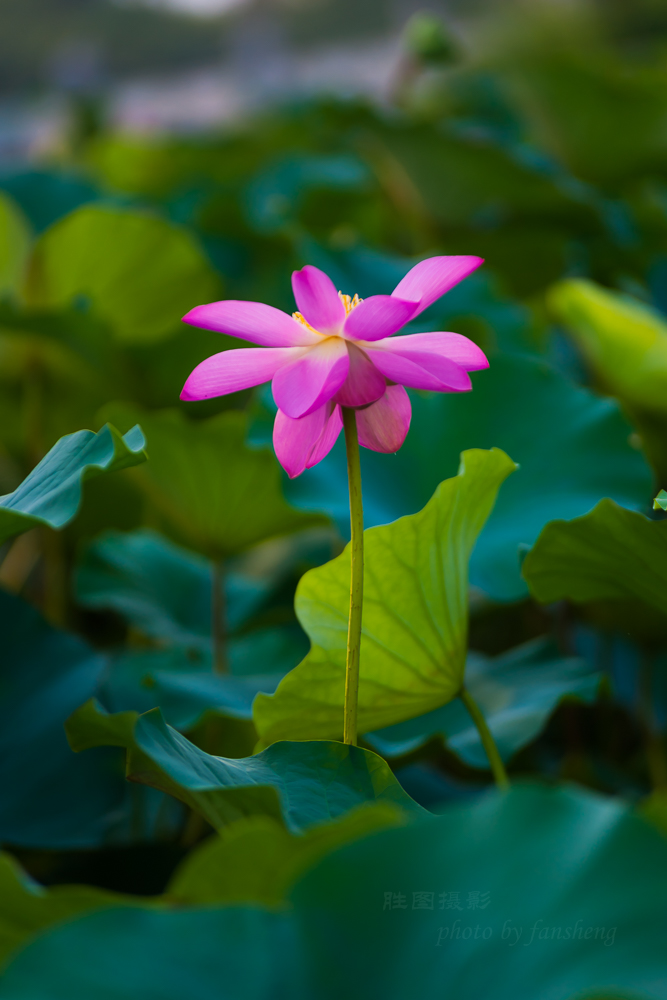 普贤禅寺荷花20151-800 秒 (f - 2.8)ISO 100200 mm-32.JPG