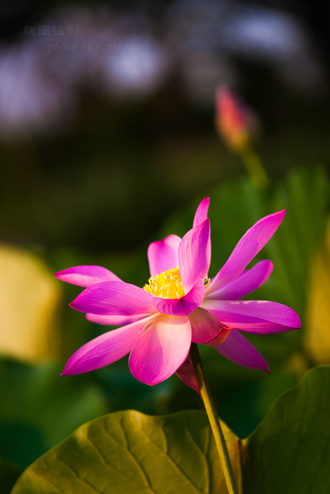普贤禅寺荷花20151-1000 秒 (f - 3.2)ISO 100160 mm-12.JPG