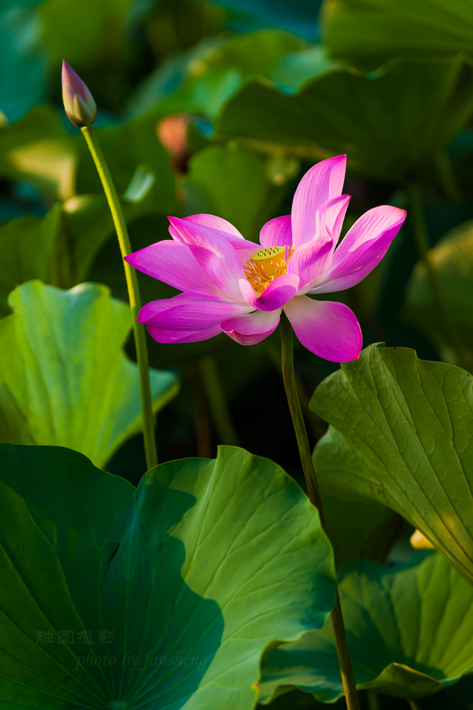 普贤禅寺荷花20151-640 秒 (f - 3.5)ISO 100160 mm-12.JPG