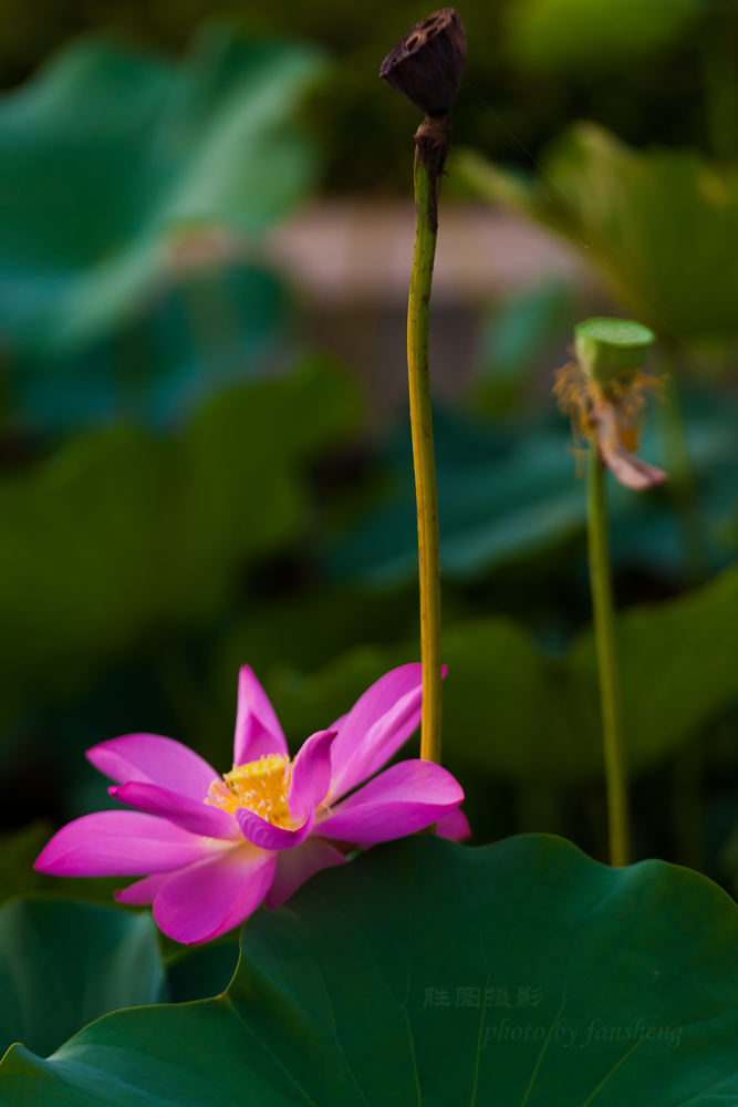 普贤禅寺荷花20151-640 秒 (f - 3.5)ISO 100180 mm-12.JPG