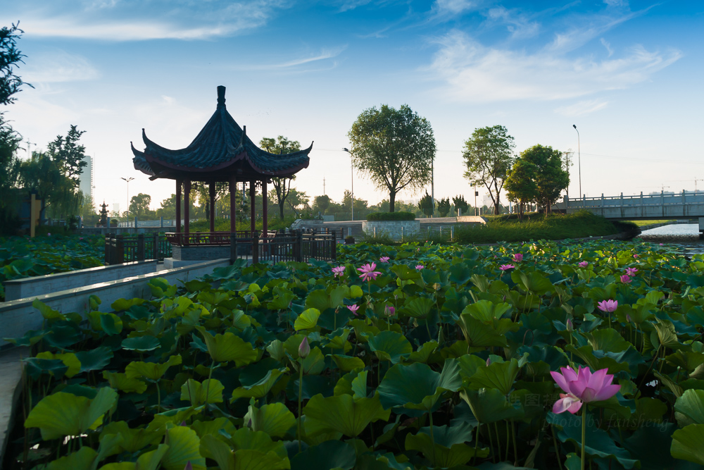 普贤禅寺荷花20151-80 秒 (f - 6.3)ISO 20024 mm-2.JPG