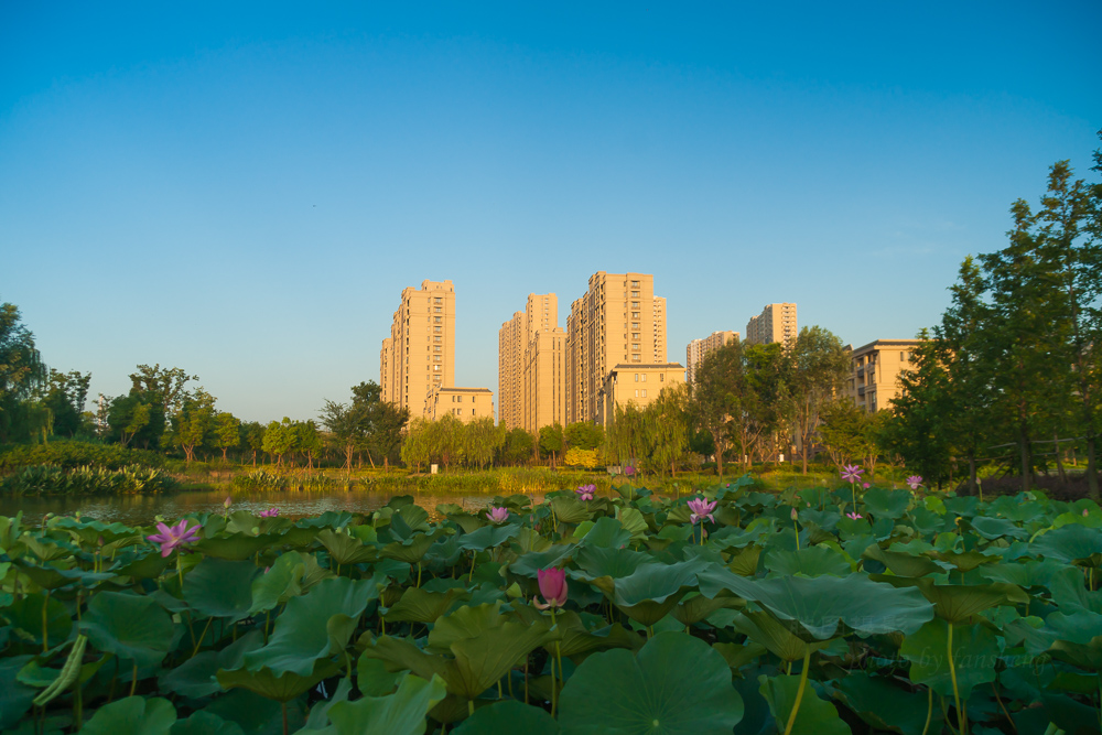 普贤禅寺荷花20151-200 秒 (f - 5.0)ISO 10024 mm-7.JPG