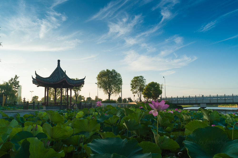 普贤禅寺荷花20151-125 秒 (f - 8.0)ISO 20024 mm.JPG