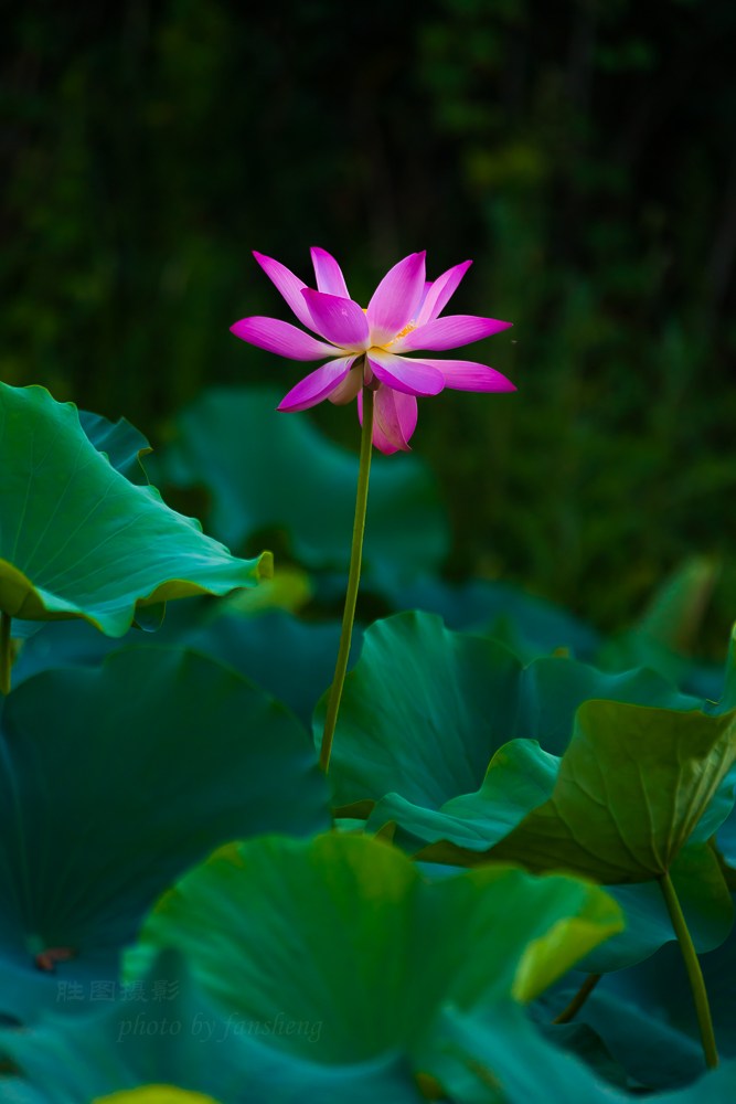 普贤寺荷花11-800 秒 (f - 3.2).JPG