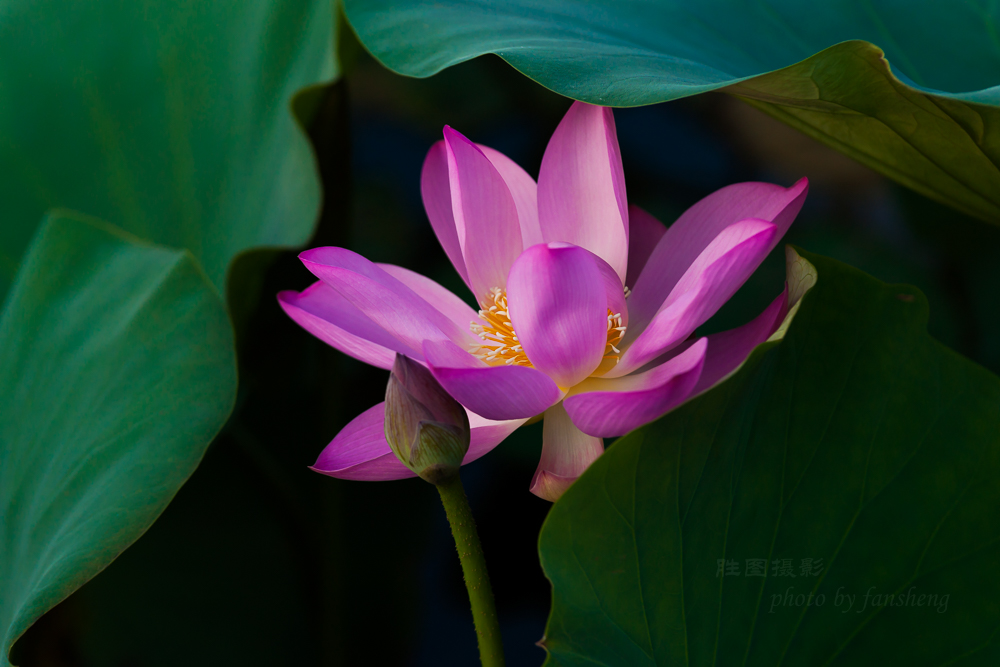 普贤禅寺荷花20151-500 秒 (f - 5.0)ISO 200160 mm-3.JPG