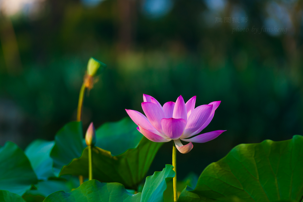 普贤寺荷花11-320 秒 (f - 3.5).JPG