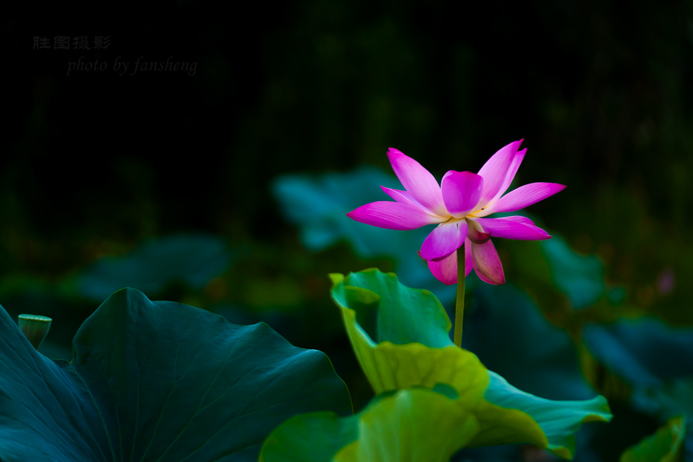 普贤寺荷花11-800 秒 (f - 3.2)-3.JPG