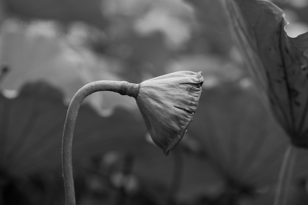 龙潭杂拍11-80 秒 (f - 4.5).jpg