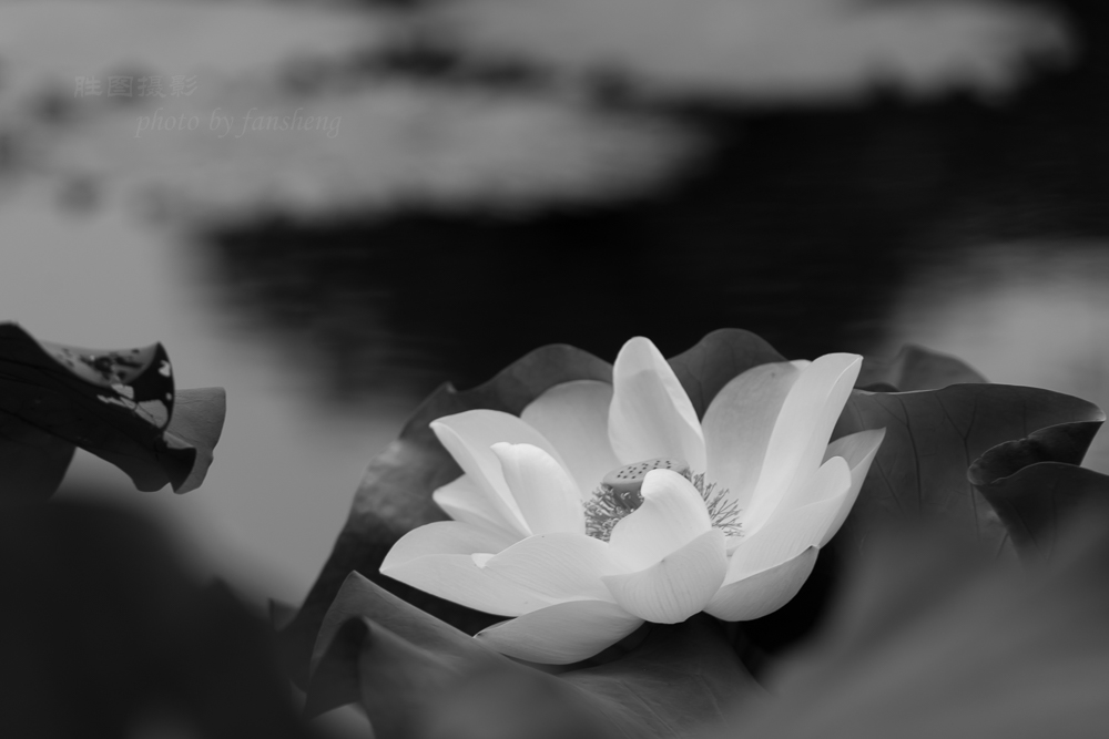 龙潭杂拍11-160 秒 (f - 5.0).jpg