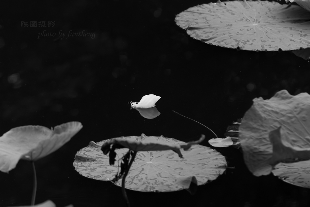 龙潭杂拍11-320 秒 (f - 5.0).jpg