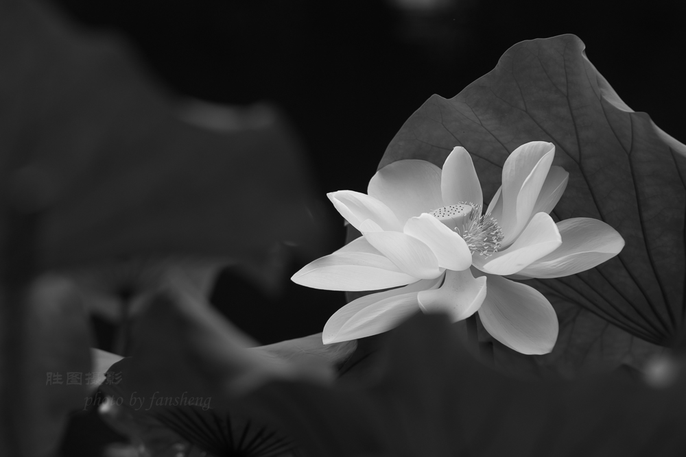 龙潭杂拍11-500 秒 (f - 5.0).jpg