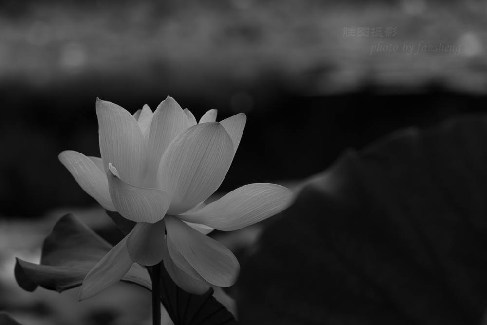 龙潭杂拍11-800 秒 (f - 5.0).jpg