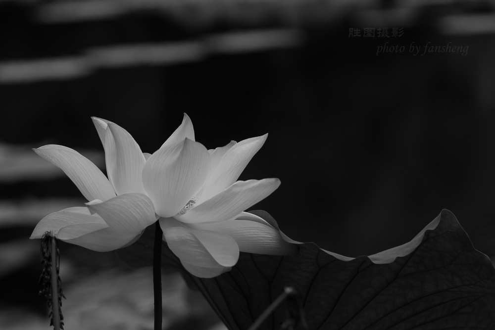 龙潭杂拍11-800 秒 (f - 5.0)-2.jpg