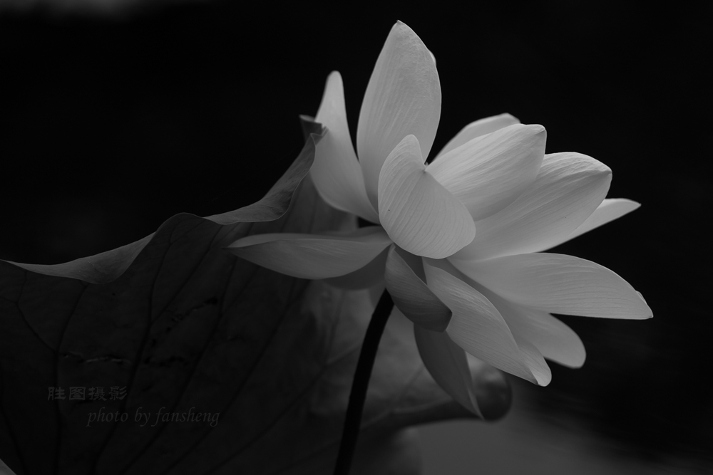 龙潭杂拍11-800 秒 (f - 5.0)-3.jpg