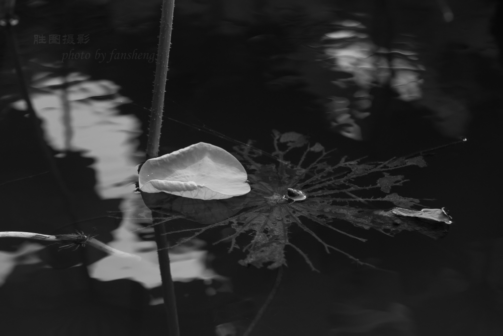 龙潭杂拍11-1000 秒 (f - 4.5).jpg