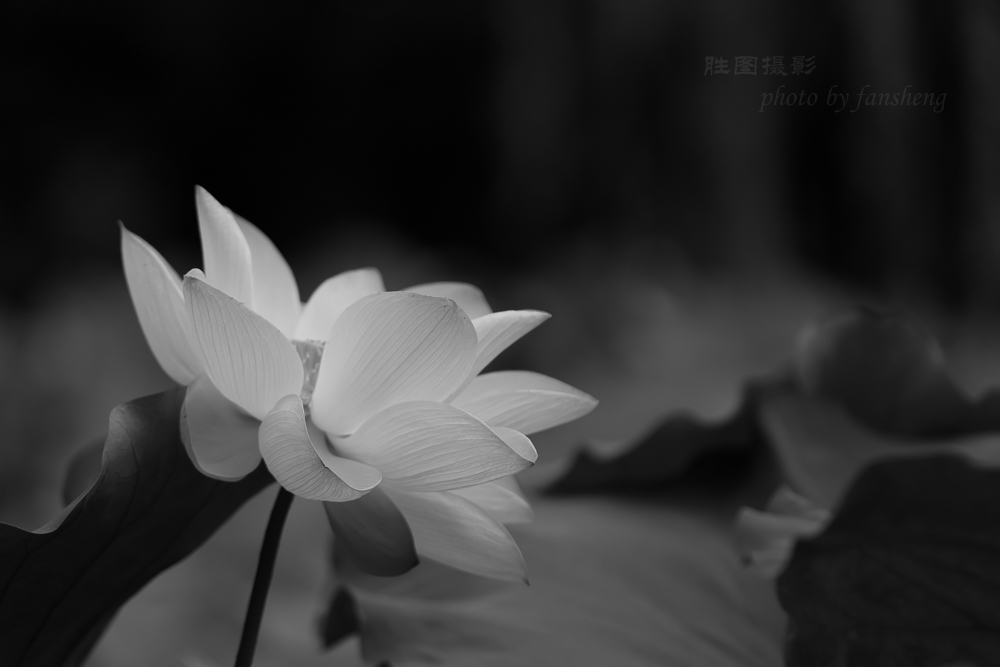 龙潭杂拍11-1250 秒 (f - 3.5).jpg