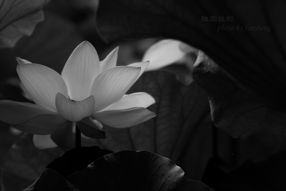 龙潭杂拍11-1250 秒 (f - 4.5)-2.jpg