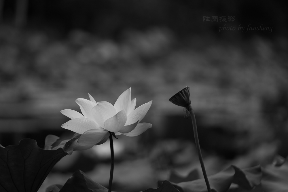 龙潭杂拍11-2000 秒 (f - 3.2).jpg