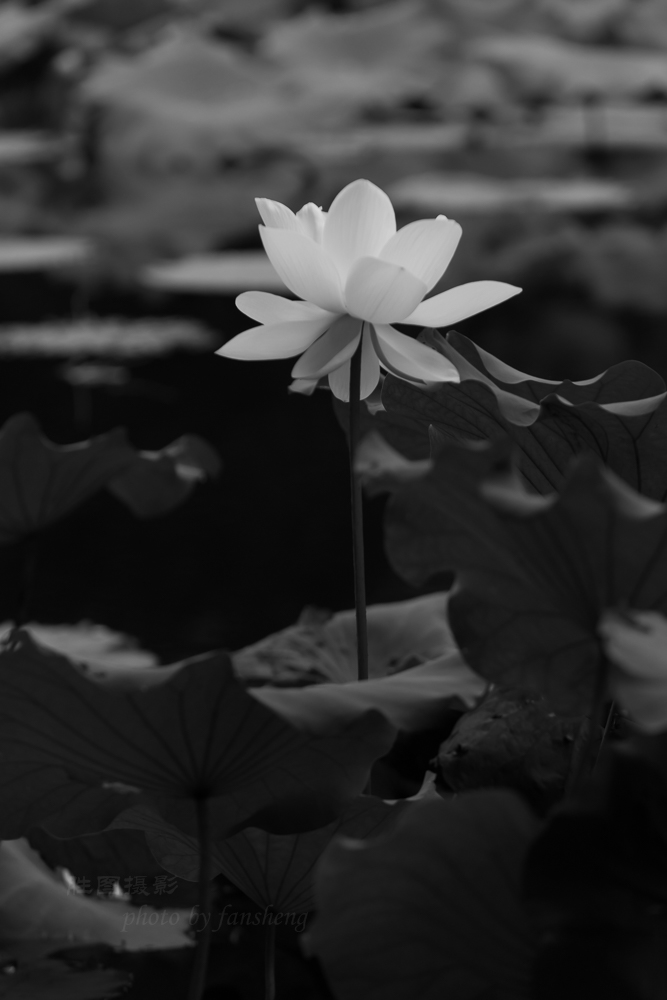 龙潭杂拍11-800 秒 (f - 5.0)-4.jpg