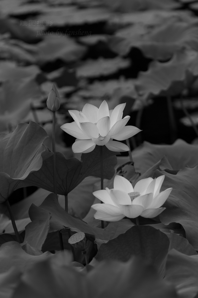 龙潭杂拍11-1250 秒 (f - 5.0).jpg