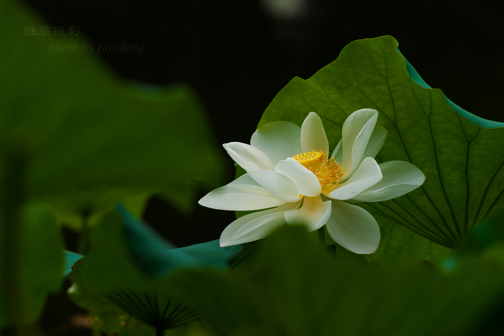 唐闸公园荷花20151-500 秒 (f - 5.0)-12.JPG