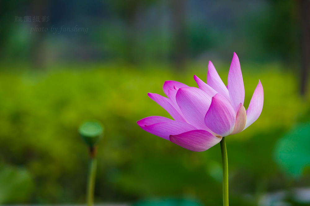 普贤寺荷花20151-200 秒 (f - 3.5)-29.JPG