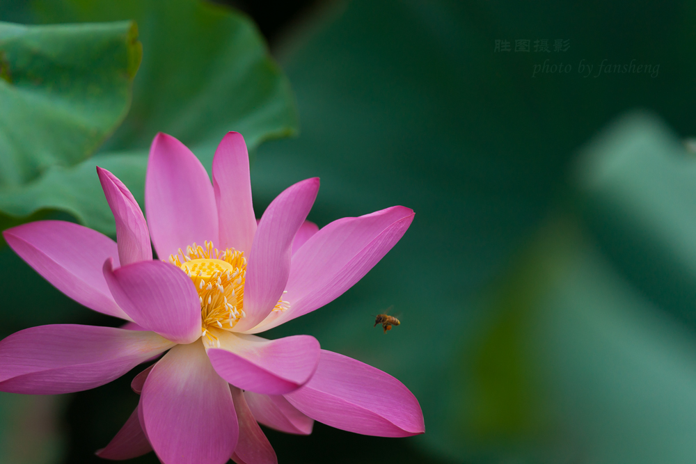 普贤寺荷花20151-800 秒 (f - 4.0)-57.JPG