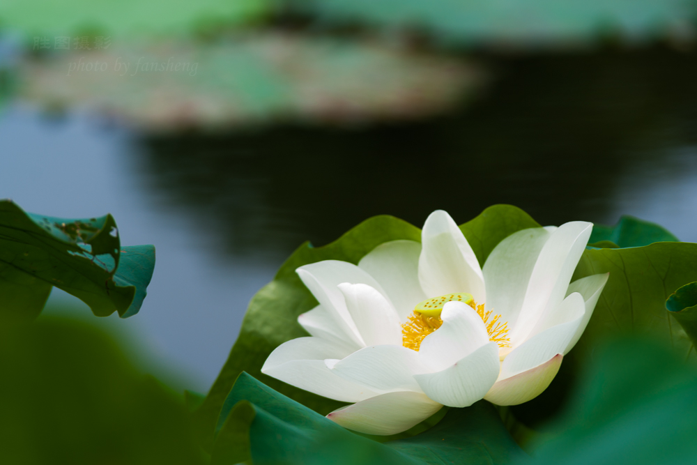 唐闸公园荷花20151-160 秒 (f - 5.0)-52.JPG